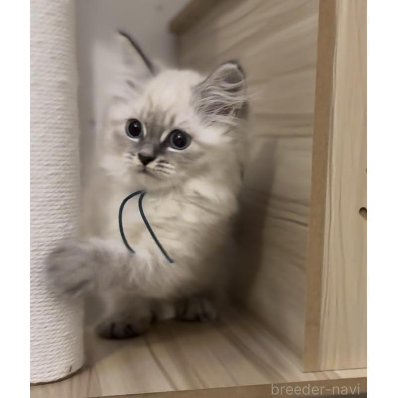 販売中の山形県のサイベリアン-129987の6枚目