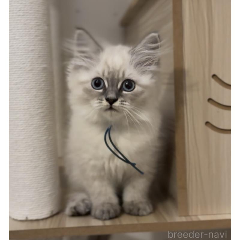 販売中の山形県のサイベリアン-129987の4枚目