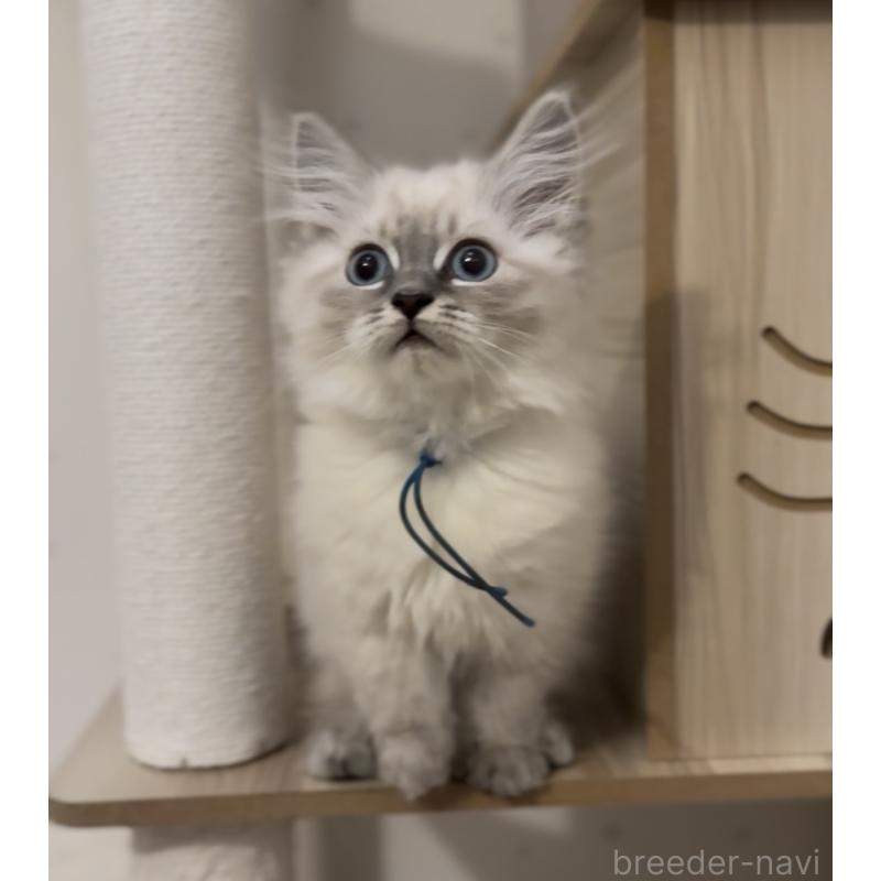 販売中の山形県のサイベリアン-129987の3枚目