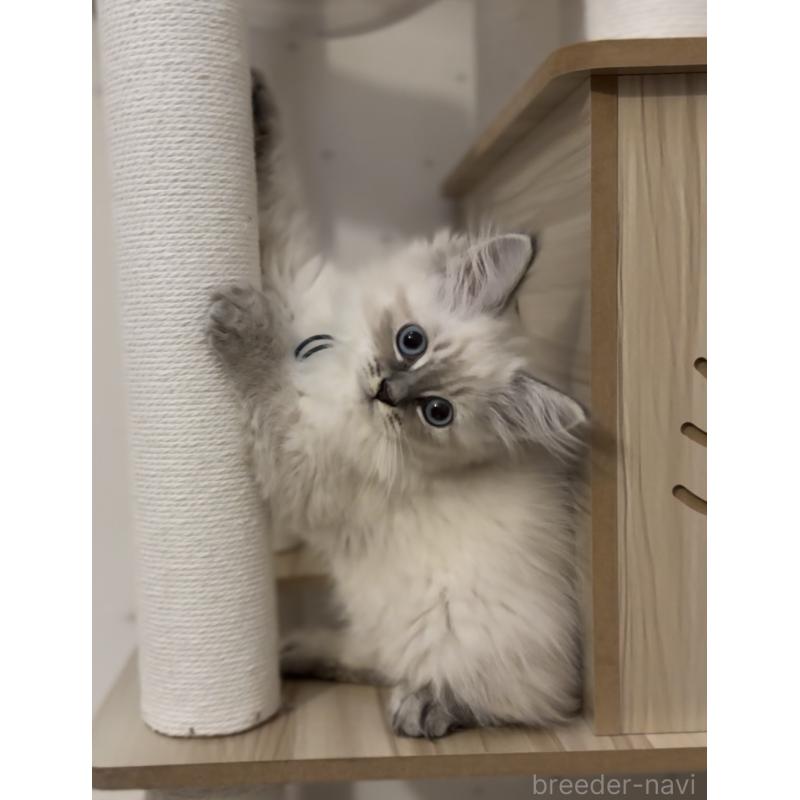 販売中の山形県のサイベリアン-129987の2枚目