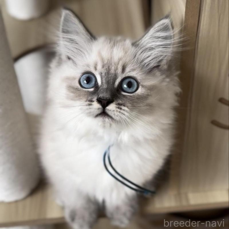 販売中の山形県のサイベリアン-129987の1枚目