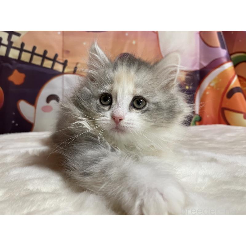 成約済の埼玉県のサイベリアン-129693の5枚目