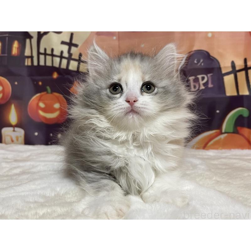 成約済の埼玉県のサイベリアン-129693の4枚目