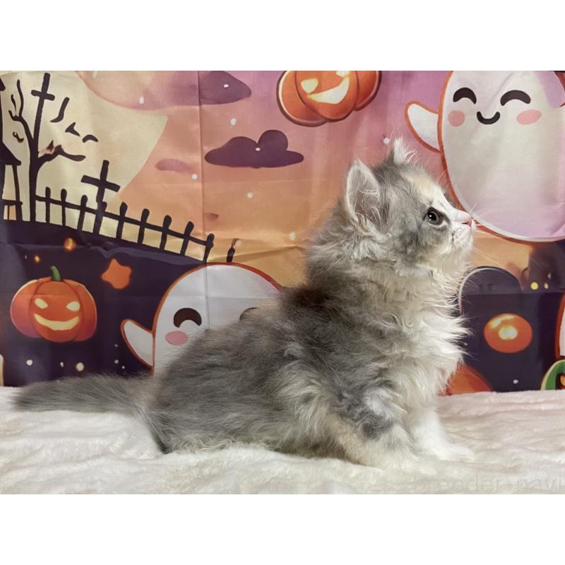 成約済の埼玉県のサイベリアン-129693の3枚目