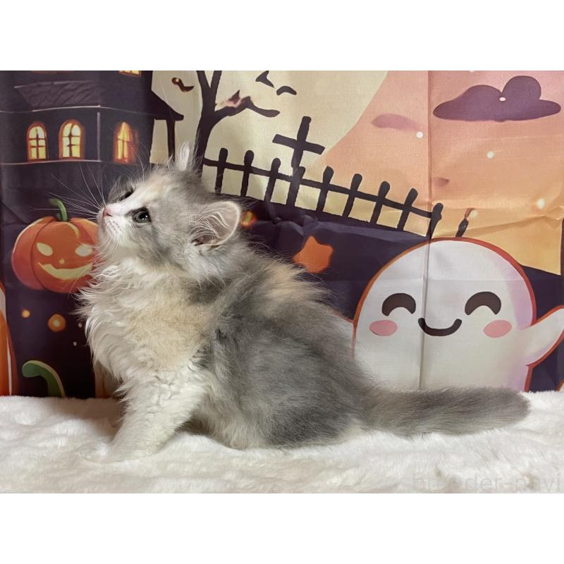 成約済の埼玉県のサイベリアン-129693の2枚目