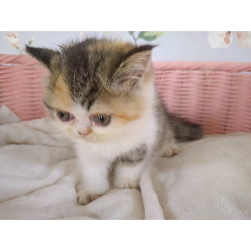 販売中の大阪府のエキゾチックショートヘア-129993の8枚目