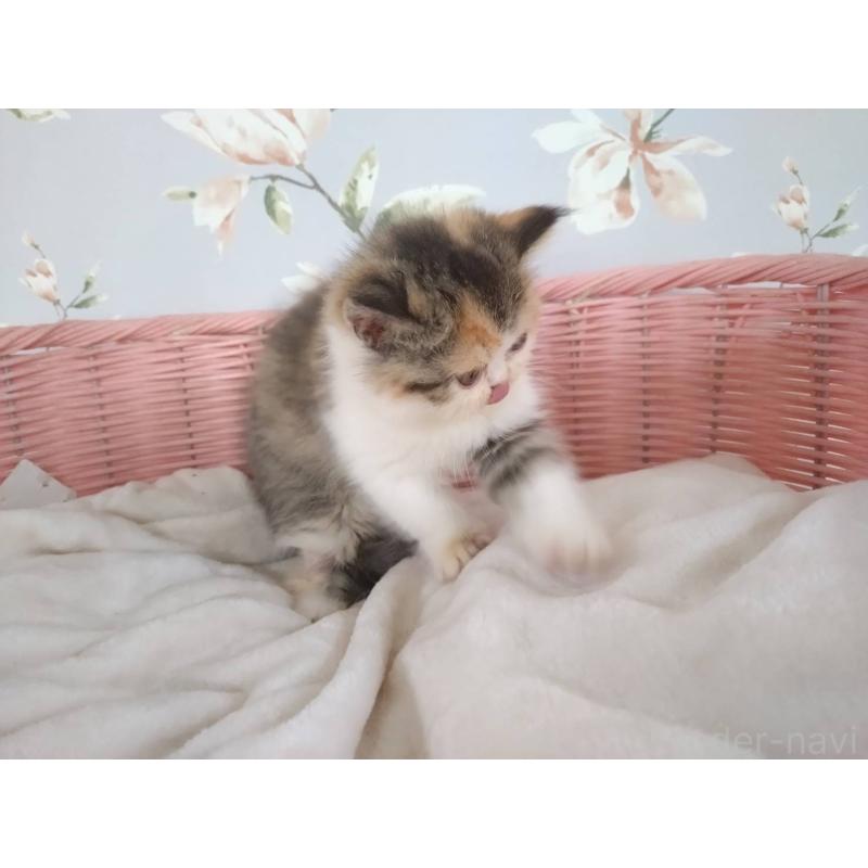 販売中の大阪府のエキゾチックショートヘア-129993の7枚目