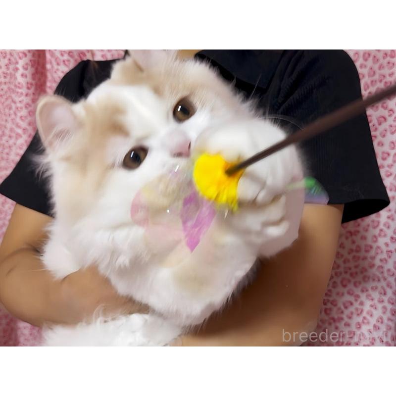 販売中の愛媛県のミヌエット-129995の8枚目