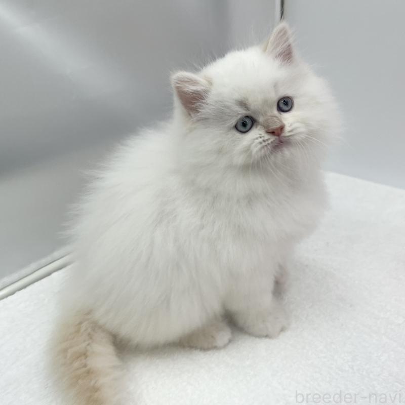 販売中の愛知県のラガマフィン-130005の3枚目