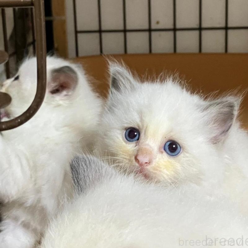 販売中の滋賀県のラグドール-130006の1枚目