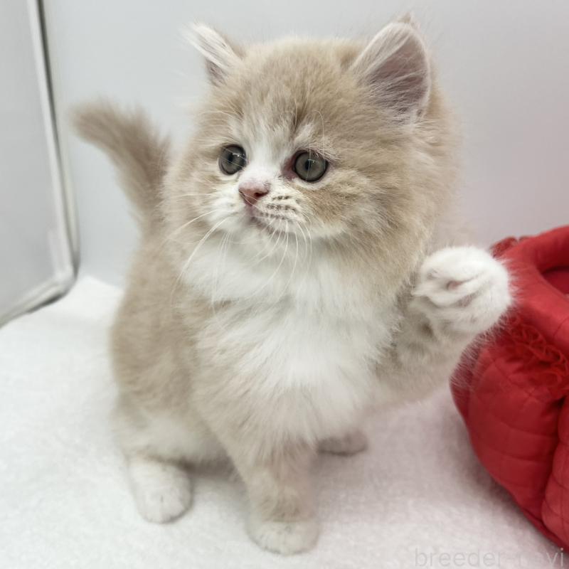 販売中の愛知県のラガマフィン-130007の4枚目