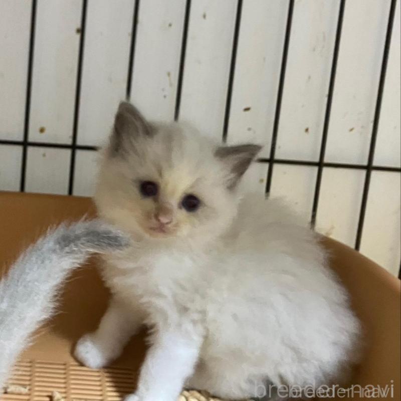 販売中の滋賀県のラグドール-130008