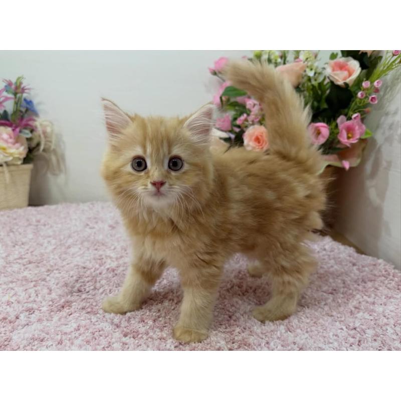 販売中の東京都のラガマフィン-130013の3枚目