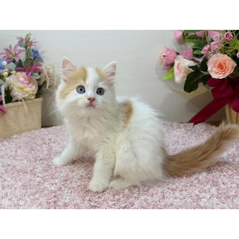 販売中の東京都のラガマフィン-130014の7枚目