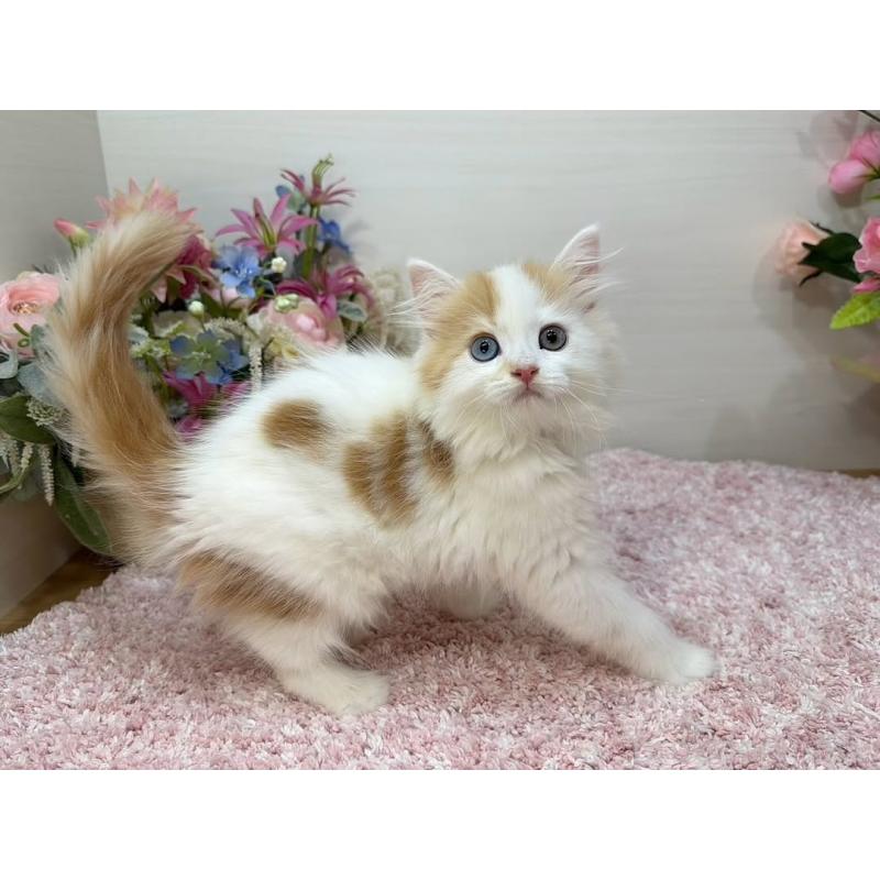 販売中の東京都のラガマフィン-130014の4枚目