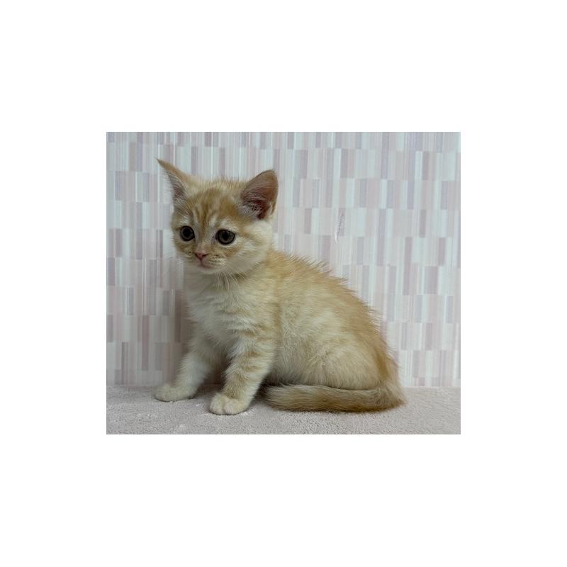 販売中の千葉県のマンチカン-127581の3枚目