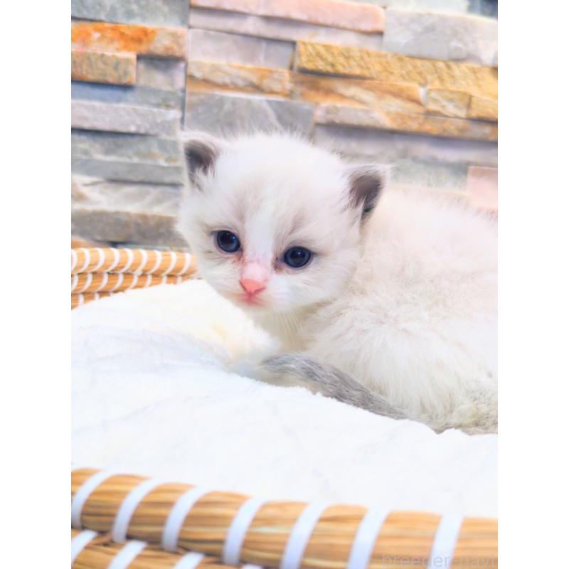 商談中の茨城県のラグドール-129713の4枚目