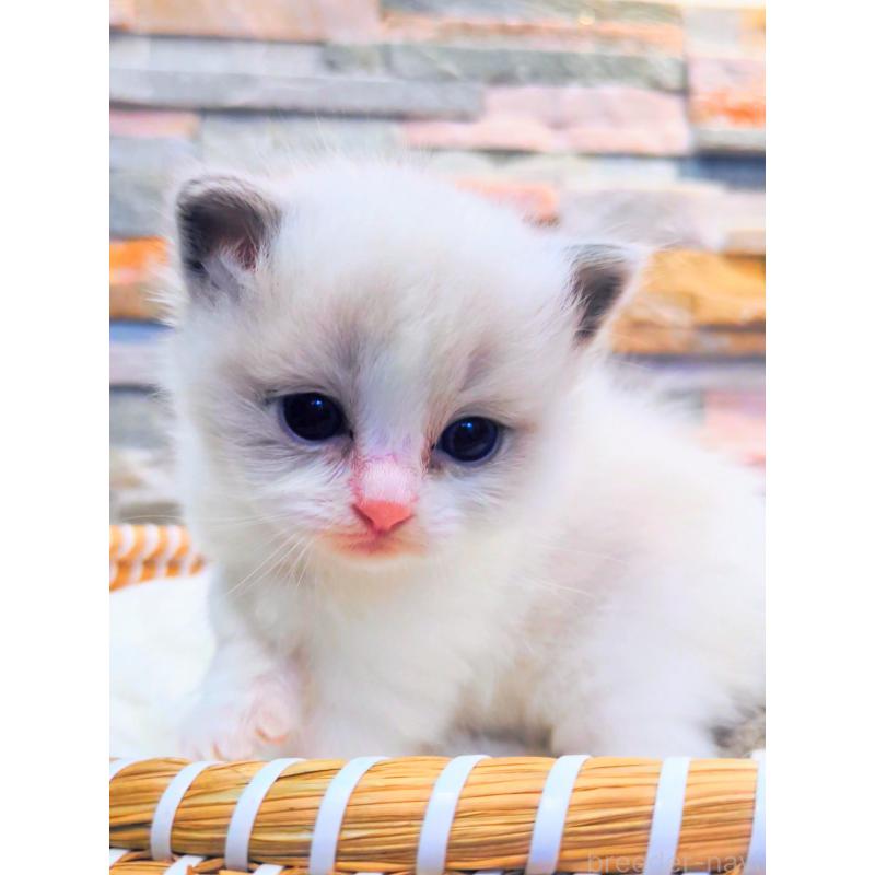 商談中の茨城県のラグドール-129713の3枚目