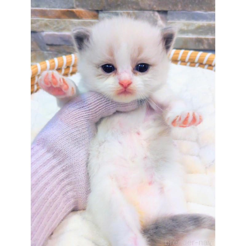 商談中の茨城県のラグドール-129713の2枚目