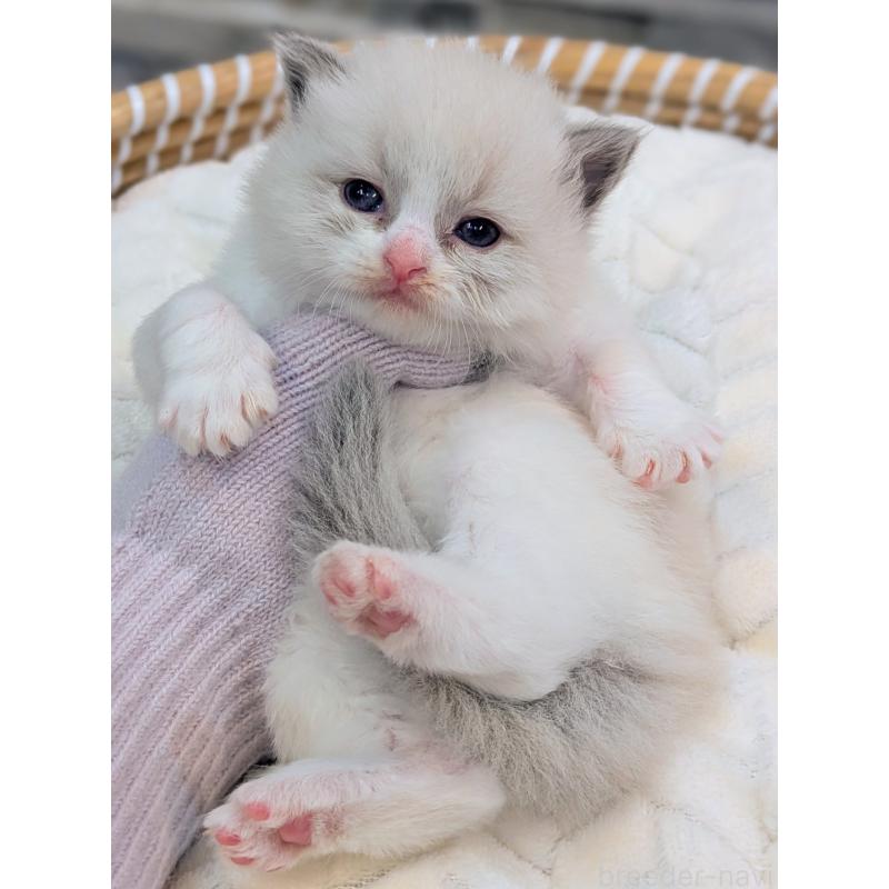 商談中の茨城県のラグドール-129711の5枚目