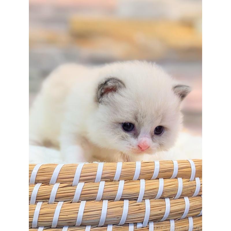 商談中の茨城県のラグドール-129711の4枚目