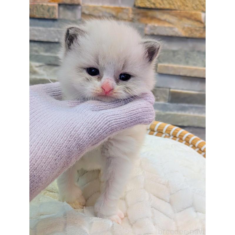 商談中の茨城県のラグドール-129711の3枚目