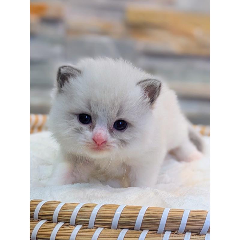 商談中の茨城県のラグドール-129711の2枚目