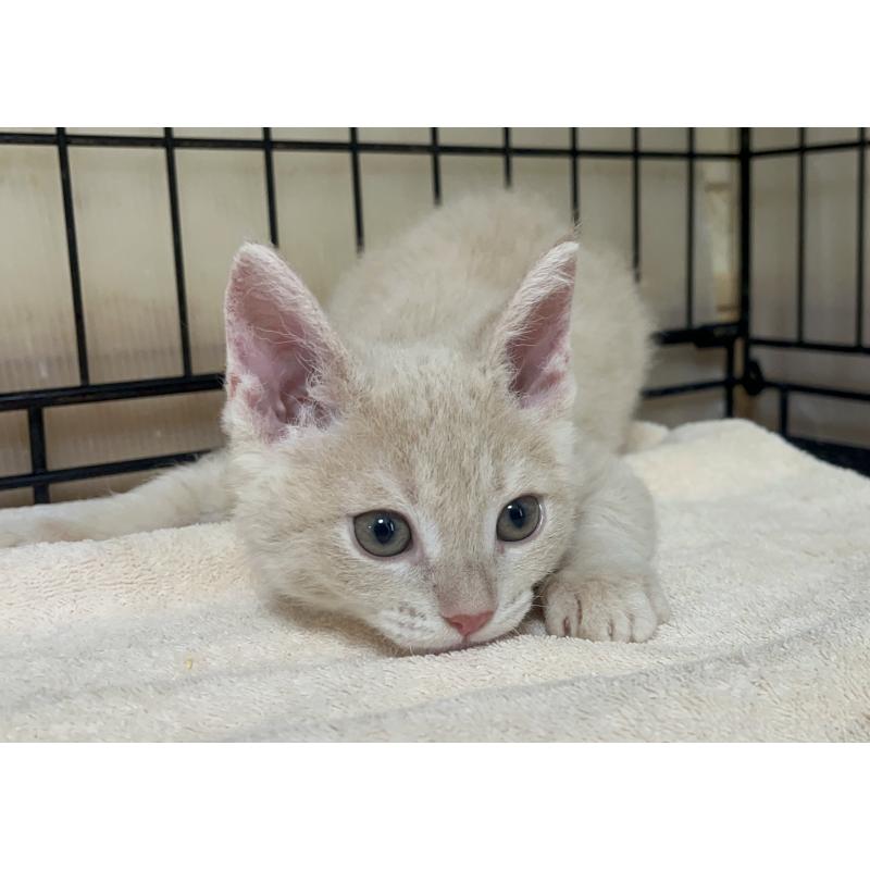 販売中の福岡県のミックス-126954の2枚目