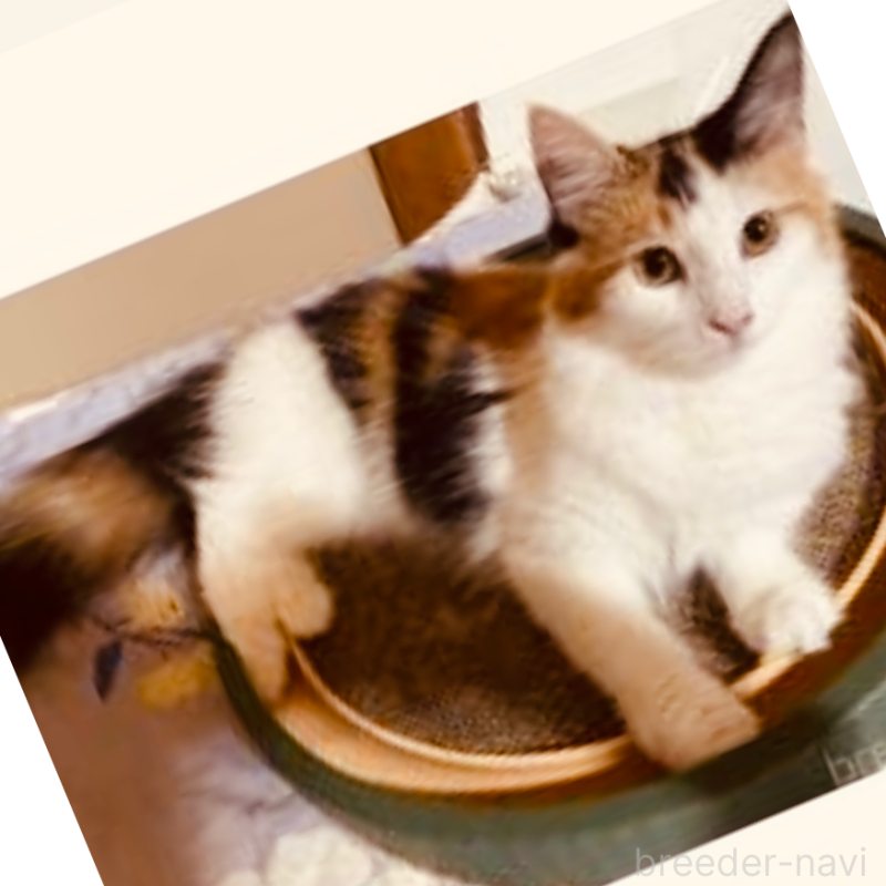 販売中の京都府のメインクーン-118776の6枚目