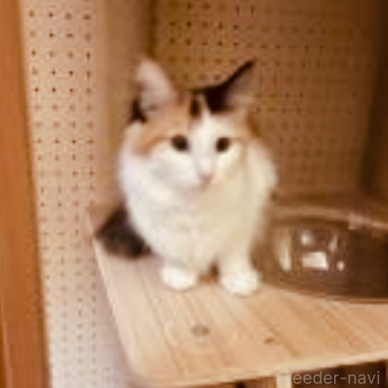 販売中の京都府のメインクーン-118776の5枚目