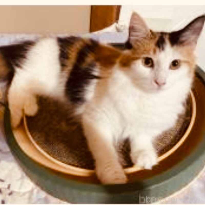 販売中の京都府のメインクーン-118776の4枚目