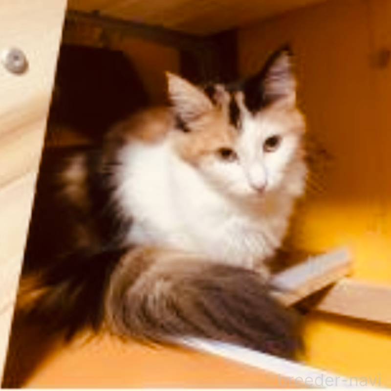 販売中の京都府のメインクーン-118776の3枚目