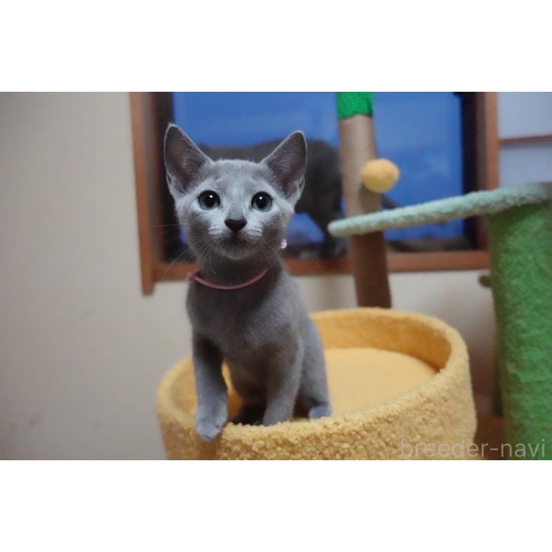 販売中の埼玉県のロシアンブルー-129861の14枚目