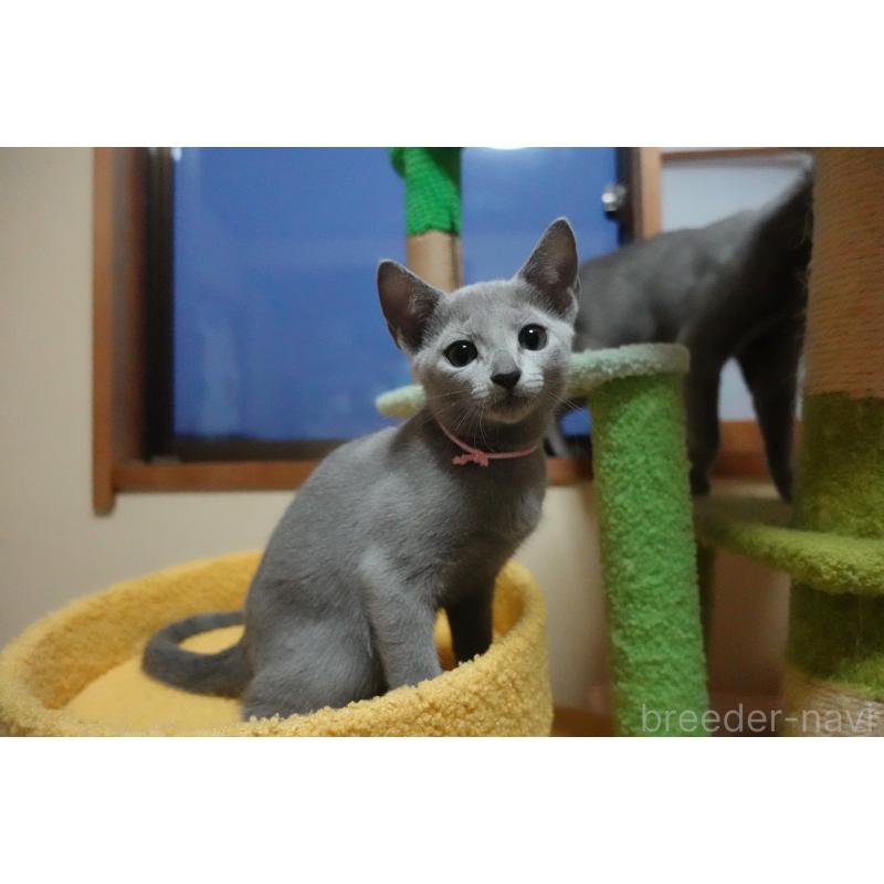 販売中の埼玉県のロシアンブルー-129861の13枚目