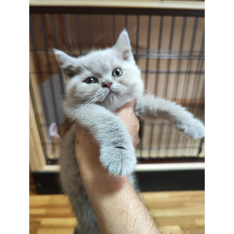 販売中の三重県のブリティッシュショートヘア-128616の2枚目