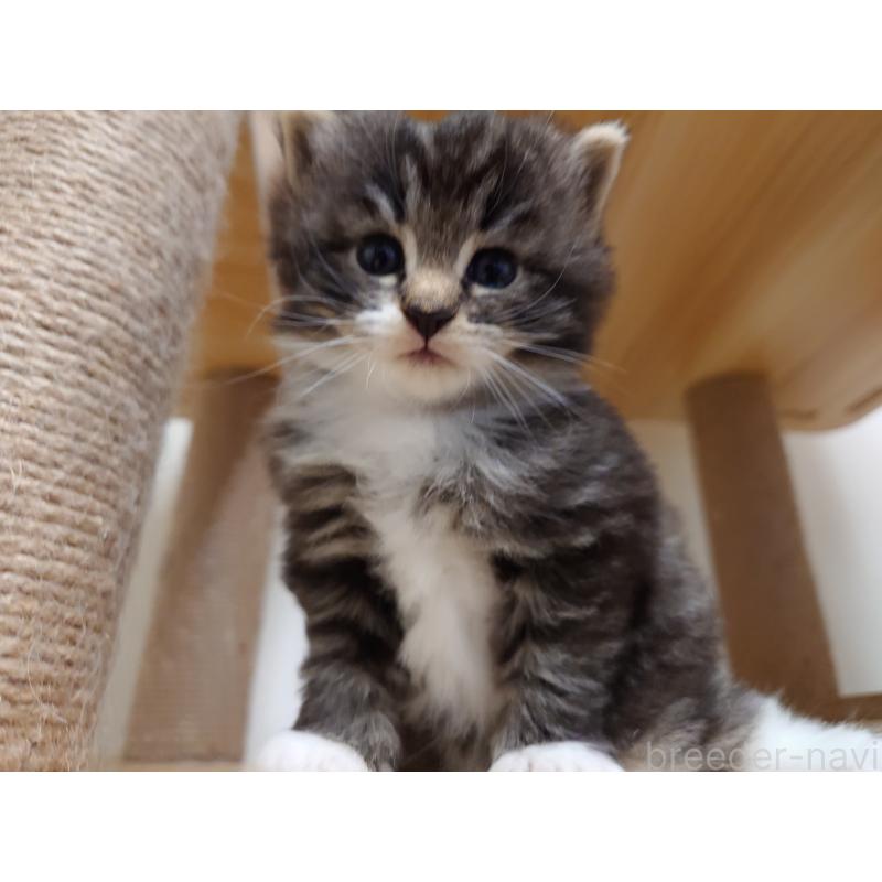 販売中の埼玉県のノルウェージャンフォレストキャット-129924の10枚目