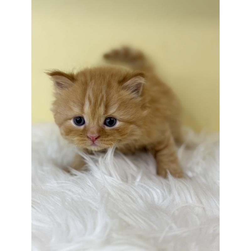 販売中の埼玉県のサイベリアン-129925の4枚目