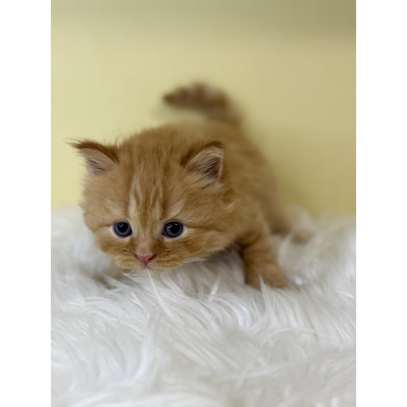 販売中の埼玉県のサイベリアン-129925の3枚目