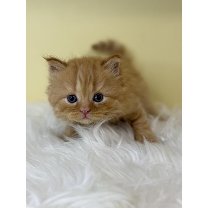 販売中の埼玉県のサイベリアン-129925の2枚目