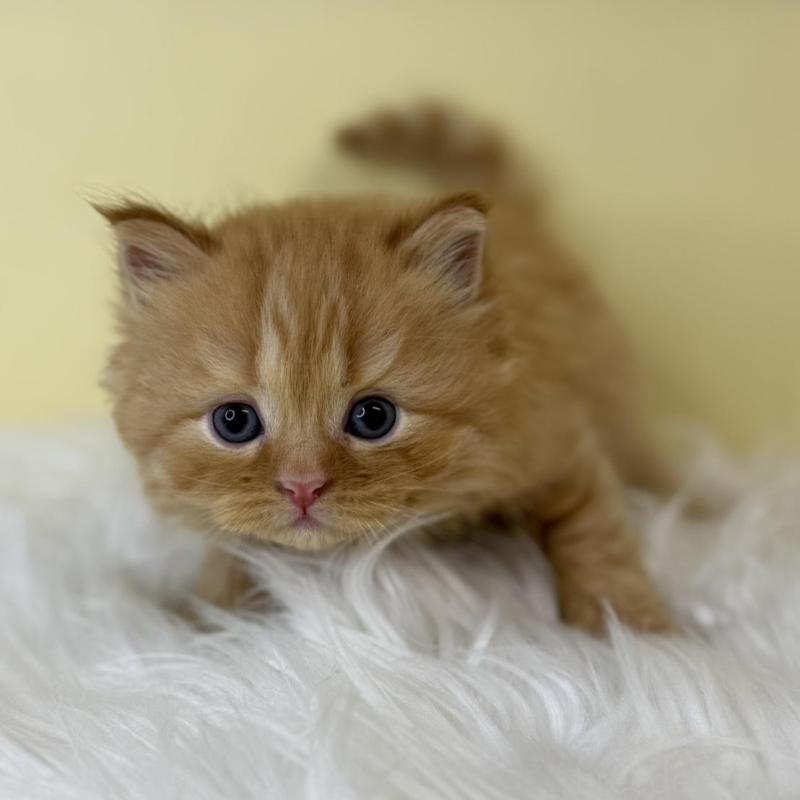 販売中の埼玉県のサイベリアン-129925の1枚目