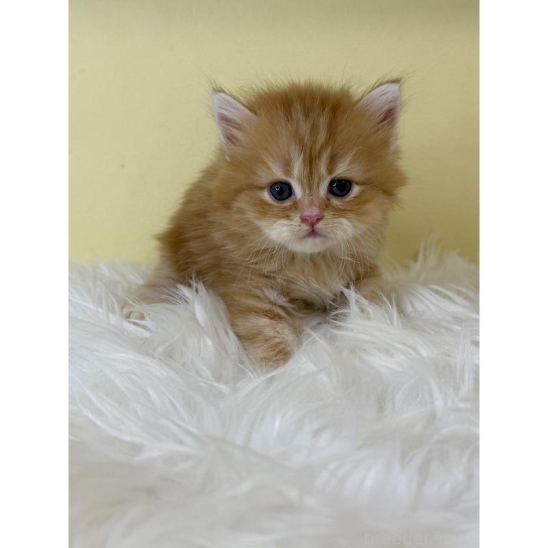 販売中の埼玉県のサイベリアン-129929の4枚目