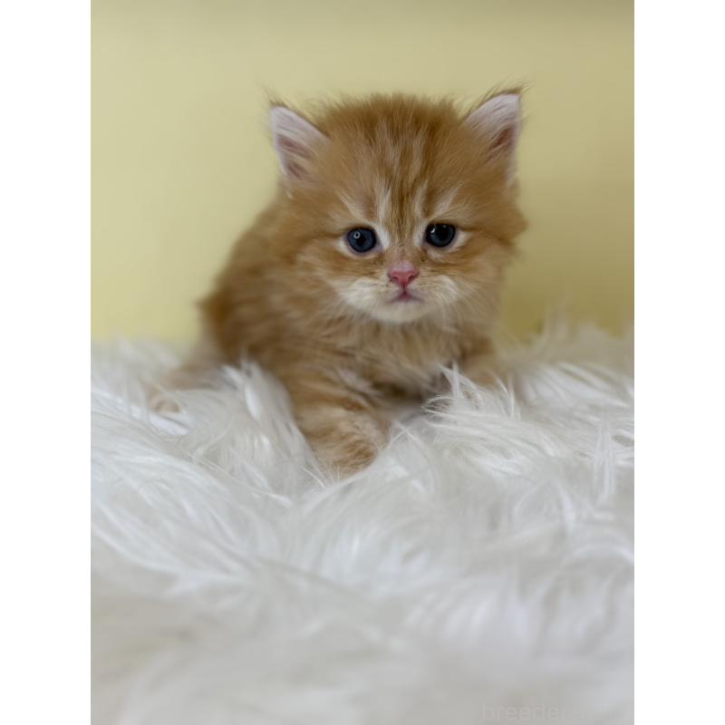 販売中の埼玉県のサイベリアン-129929の3枚目