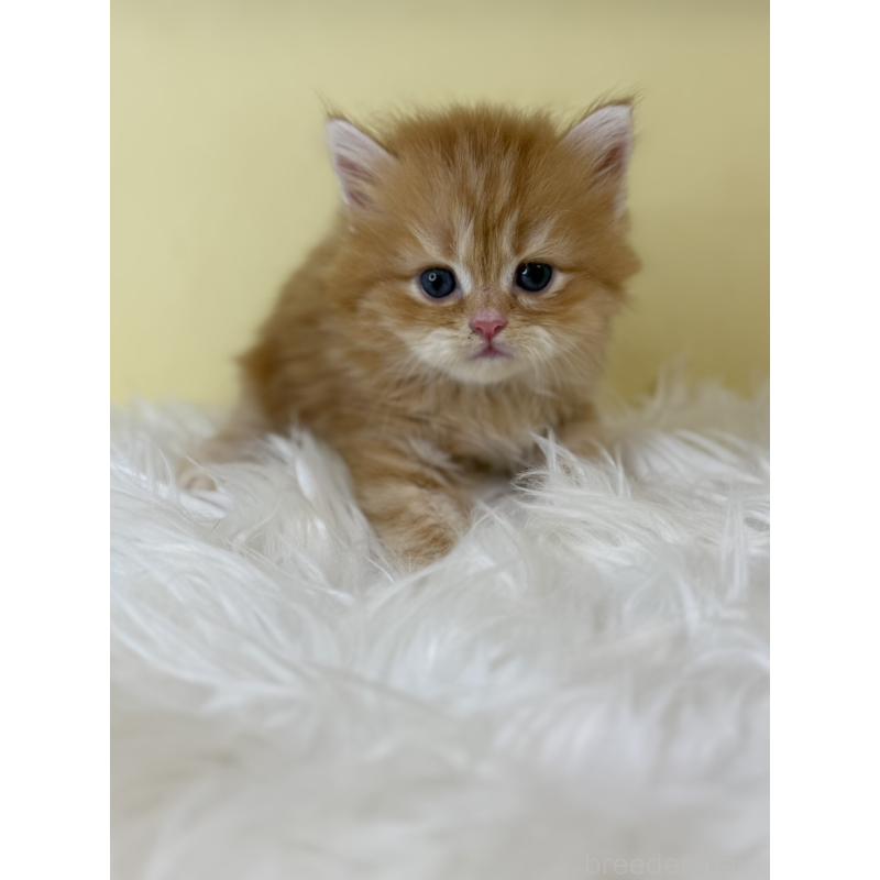 販売中の埼玉県のサイベリアン-129929の2枚目