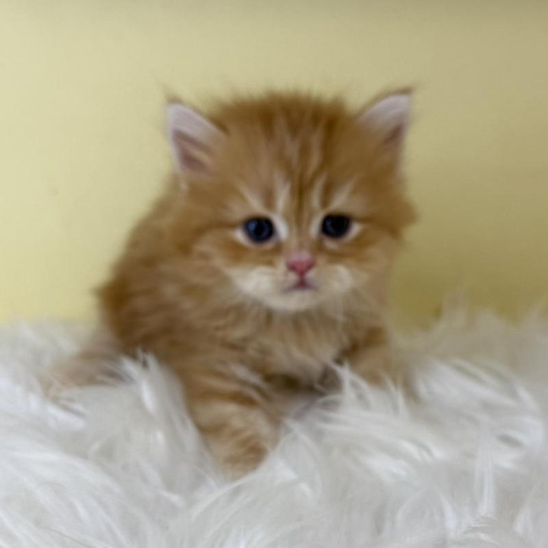 販売中の埼玉県のサイベリアン-129929の1枚目