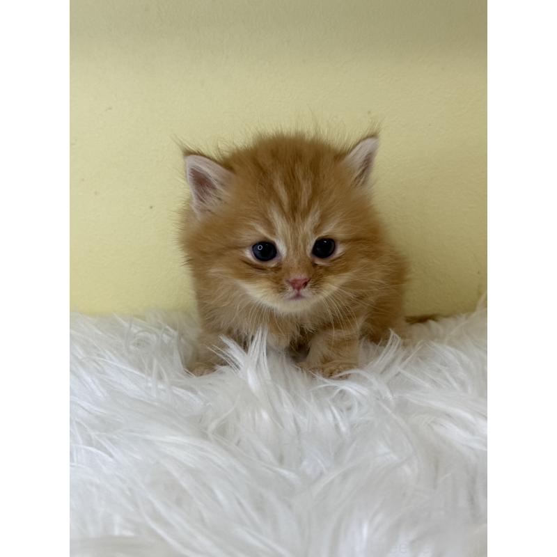 販売中の埼玉県のサイベリアン-129930の4枚目