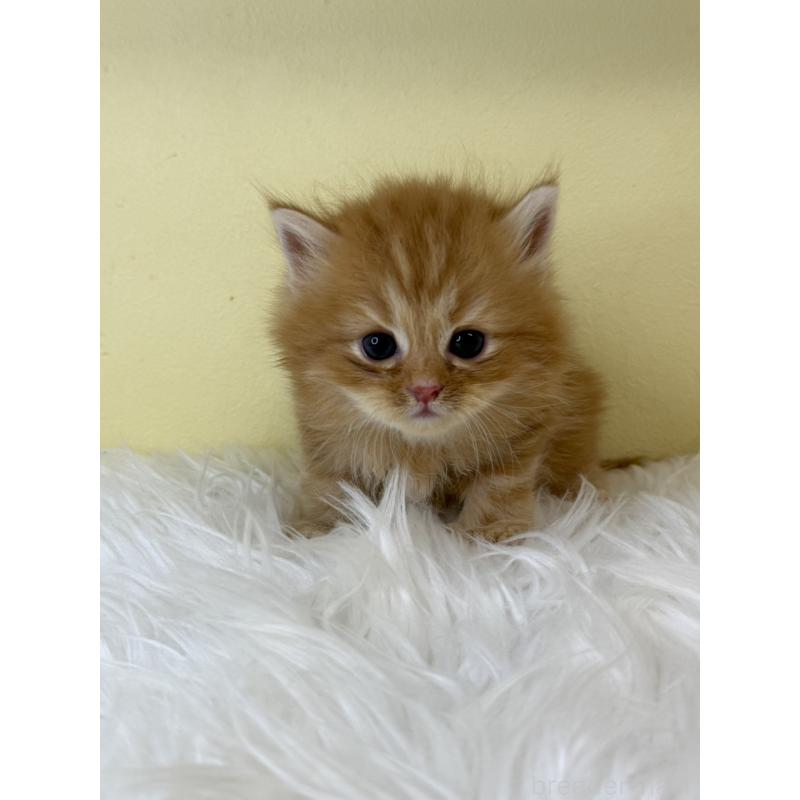 販売中の埼玉県のサイベリアン-129930の3枚目