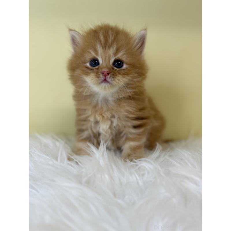 販売中の埼玉県のサイベリアン-129930の2枚目