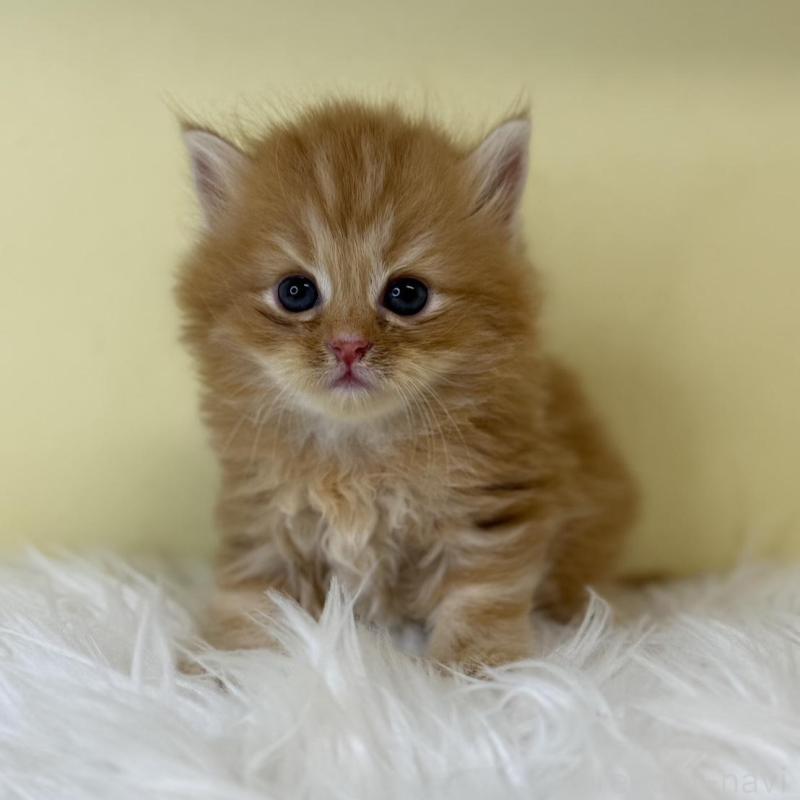 販売中の埼玉県のサイベリアン-129930の1枚目