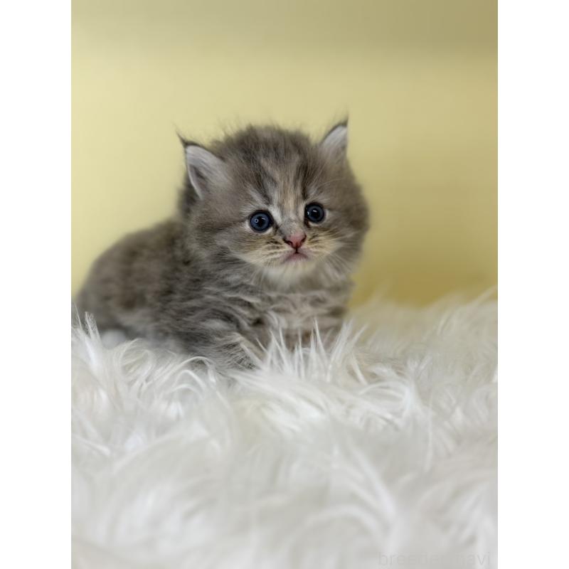 販売中の埼玉県のサイベリアン-129931の4枚目