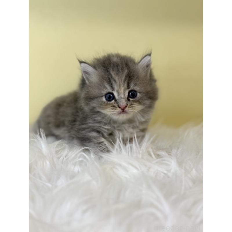 販売中の埼玉県のサイベリアン-129931の3枚目